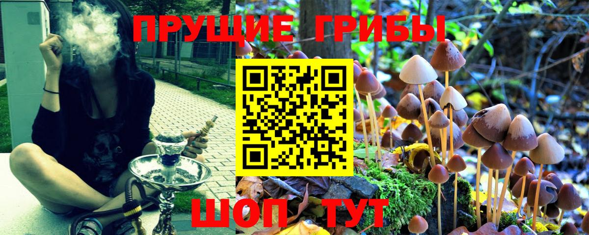 Псилоцибиновые грибы GOLDEN TEACHER Топки