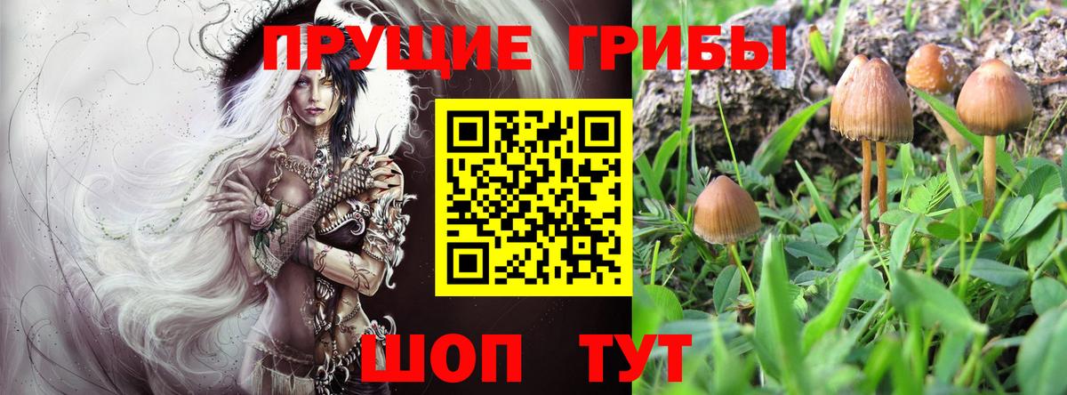 Псилоцибиновые грибы Cubensis Топки